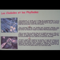 Cladodes et Phyllodes (txt)